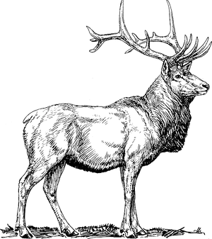 Majestic Elk Sketch PNG Image