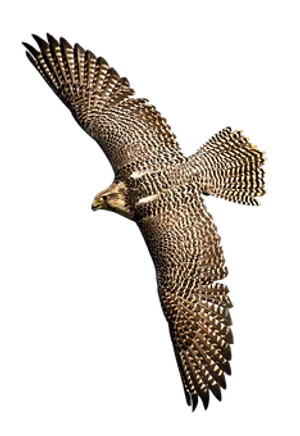 Majestic Falcon In Flight PNG Image