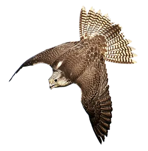 Majestic Falcon In Flight PNG Image