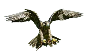 Majestic Falcon In Flight PNG Image