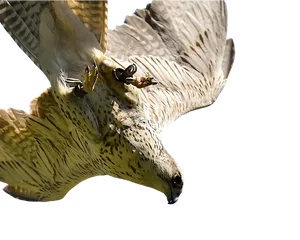 Majestic Falcon In Flight.png PNG Image