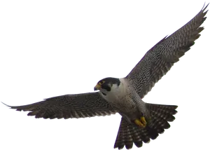 Majestic Falcon In Flight.png PNG Image