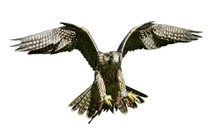 Majestic Falcon In Flight PNG Image