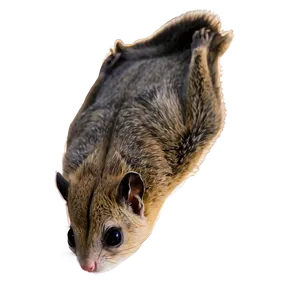 Majestic Flying Squirrel Png 97 PNG Image