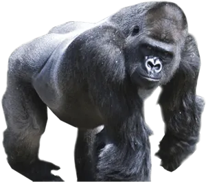 Majestic Gorilla Stance PNG Image