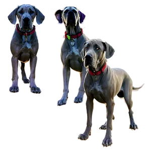 Majestic Great Dane Png Vft PNG Image