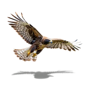 Majestic Hawk Flying Png Kvk PNG Image