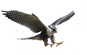 Majestic Hawk In Flight PNG Image