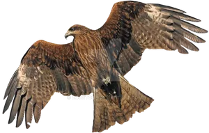 Majestic Hawk In Flight PNG Image