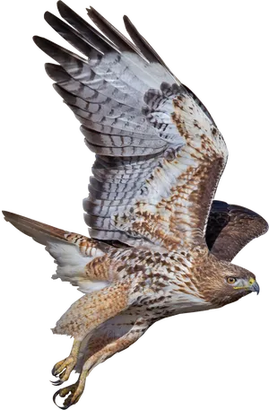 Majestic Hawk In Flight PNG Image