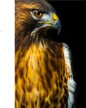 Majestic Hawk Portrait PNG Image