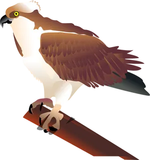 Majestic Hawk Vector Illustration PNG Image