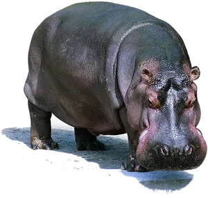 Majestic Hippo Standing PNG Image