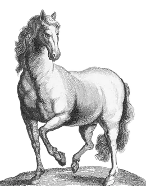 Majestic Horse Sketch Artwork PNG Image