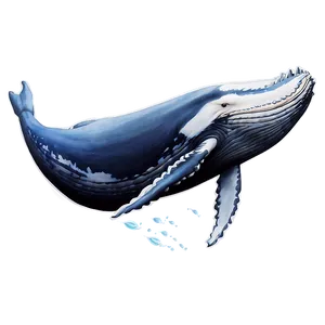 Majestic Humpback Whale Png 73 PNG Image