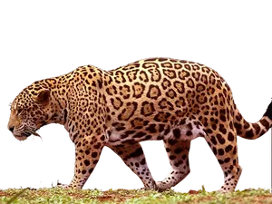 Majestic Jaguar Walking PNG Image