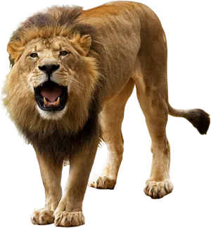 Majestic_ Lion_ Roaring_ Black_ Background.jpg PNG Image