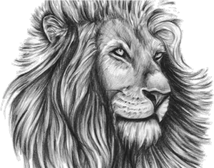 Majestic Lion Sketch Artwork PNG Image