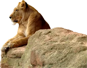 Majestic Lioness On Rock PNG Image