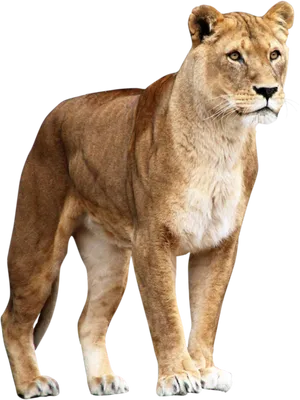 Majestic Lioness Standing PNG Image