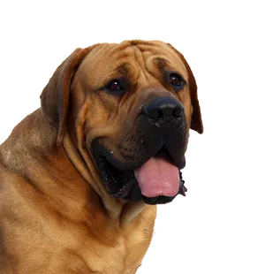 Majestic Mastiff Portrait PNG Image