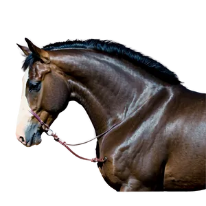 Majestic Mustang Horse Pose Png 90 PNG Image