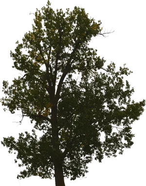 Majestic_ Oak_ Tree_ Silhouette PNG Image