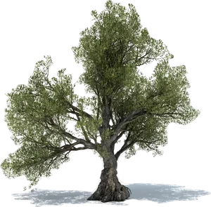 Majestic Olive Tree Isolated PNG Image