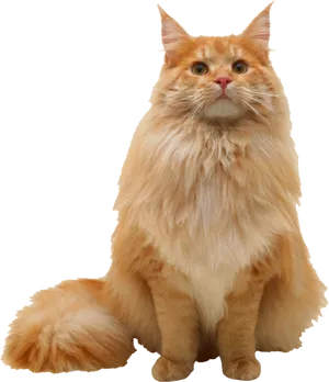 Majestic Orange Maine Coon Cat PNG Image