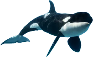 Majestic_ Orca_ Underwater.png PNG Image