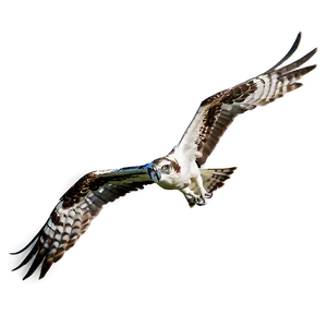 Majestic Osprey In Flight Png Wux28 PNG Image