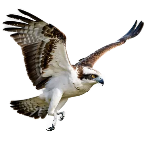 Majestic Osprey Soaring Png Ivn PNG Image