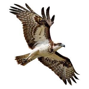 Majestic Osprey Soaring Png Rab PNG Image