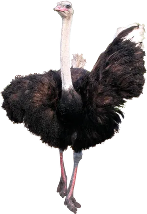 Majestic Ostrich Standing PNG Image