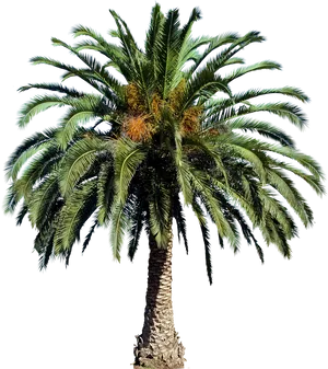 Majestic Palm Tree Against Night Sky PNG Image