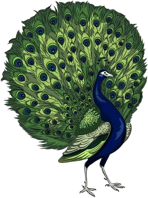 Majestic Peacock Display PNG Image