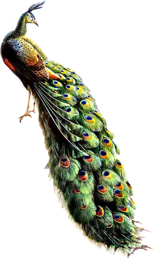 Majestic Peacock Display PNG Image