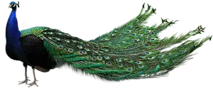 Majestic_ Peacock_ Display.png PNG Image