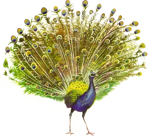 Majestic Peacock Display PNG Image