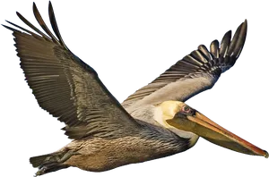 Majestic Pelican In Flight.png PNG Image