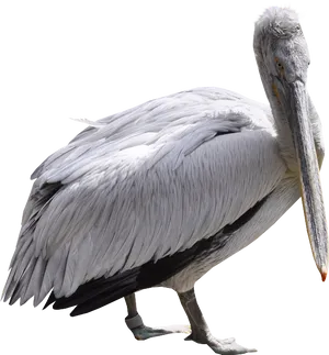 Majestic Pelican Profile PNG Image