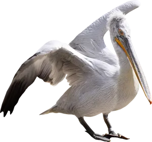 Majestic Pelican Spread Wings PNG Image