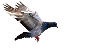 Majestic Pigeon In Flight PNG Image