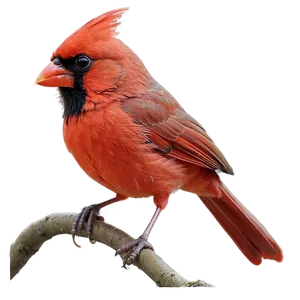 Majestic Red Cardinal Png 3 PNG Image