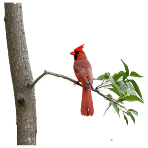 Majestic Red Cardinal Png Hit65 PNG Image