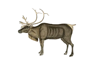 Majestic Reindeer Illustration PNG Image