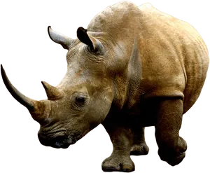 Majestic Rhino Isolatedon Background PNG Image