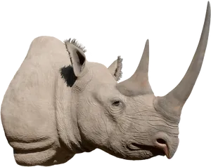 Majestic Rhino Profile PNG Image