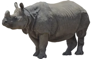 Majestic Rhinoceros Standing PNG Image