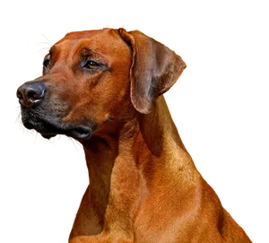 Majestic_ Rhodesian_ Ridgeback_ Portrait PNG Image